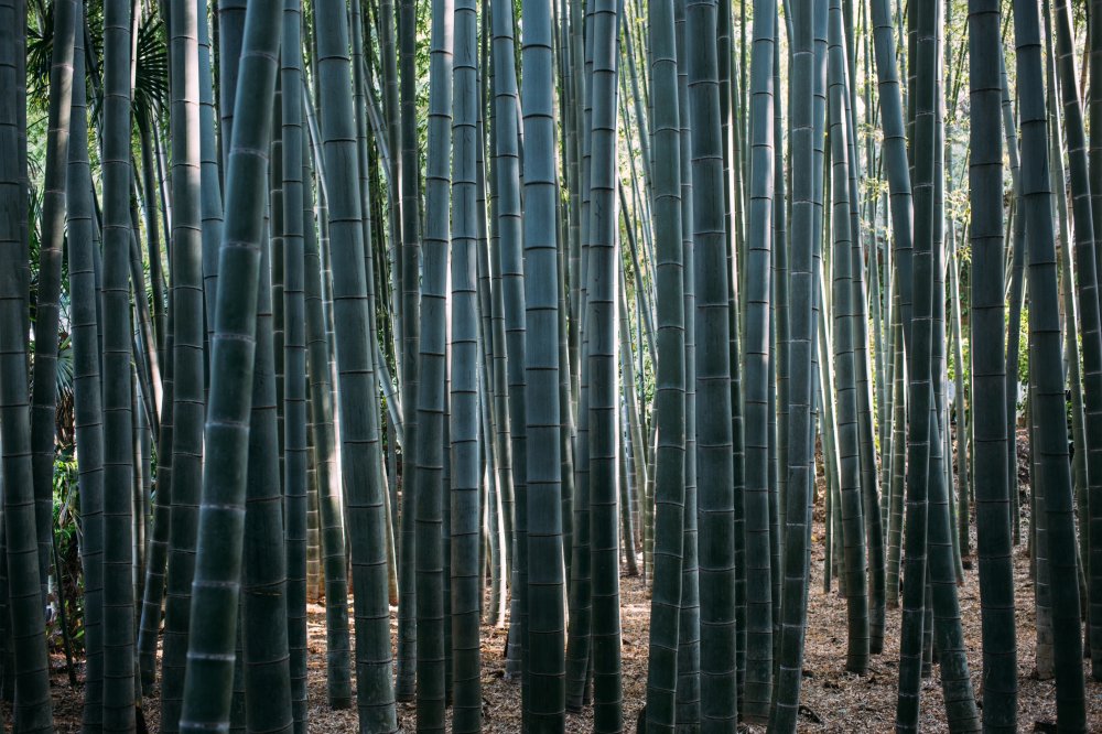 Für Becher wird Bambus zu einem Pulver zerkleinert