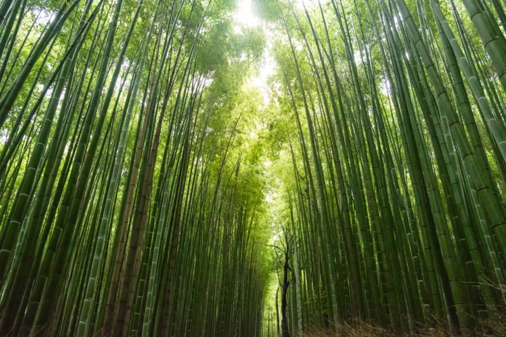 bambus-mirko-blicke-rrrevolve-lexikon