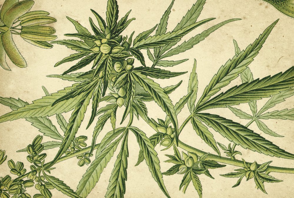 Biologische Zeichnung einer Cannabis Sativa L.