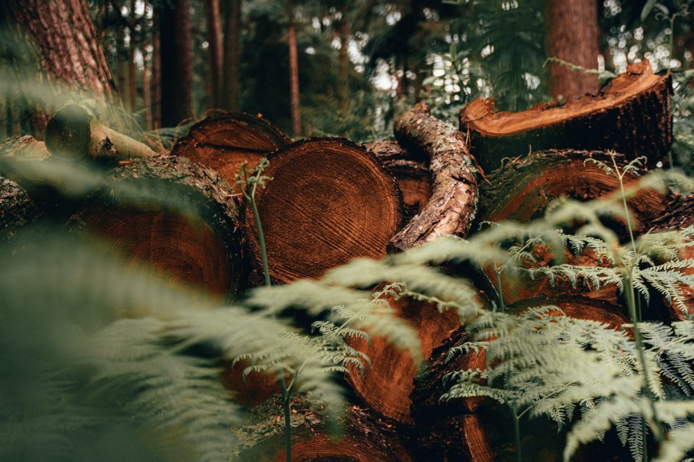 Lyocell wird aus dem natürlich nachwachsenden Rohstoff Holz gewonnen. Photo by Dan Smedley on unsplash.com
